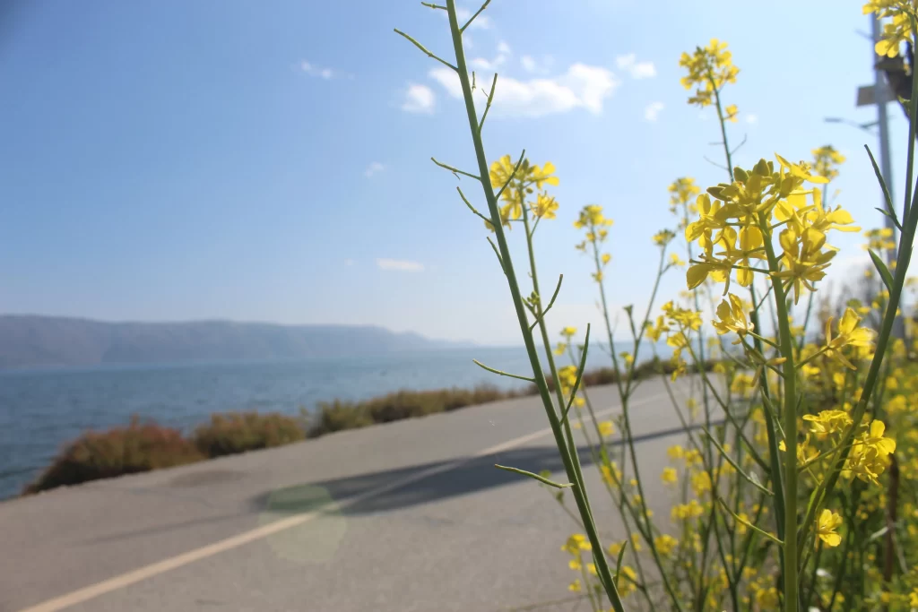Yellow Rapeseed Blooming Petals Roadside