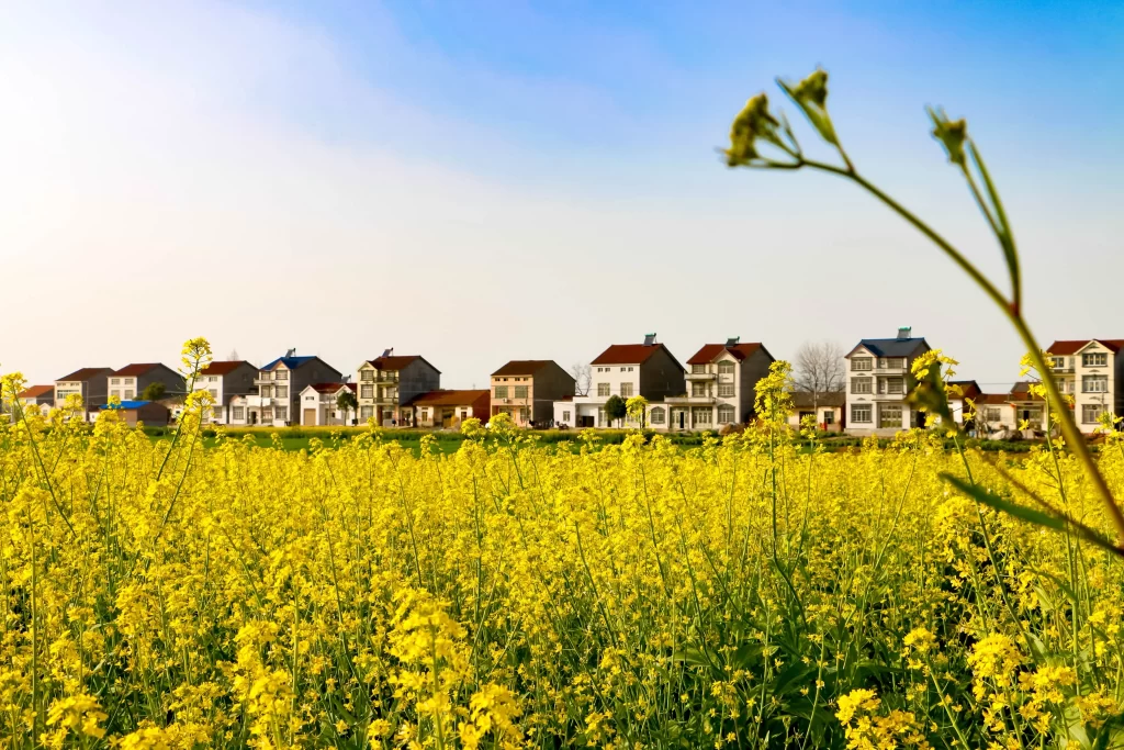 Yellow Rapeseed Blooming Field Houses