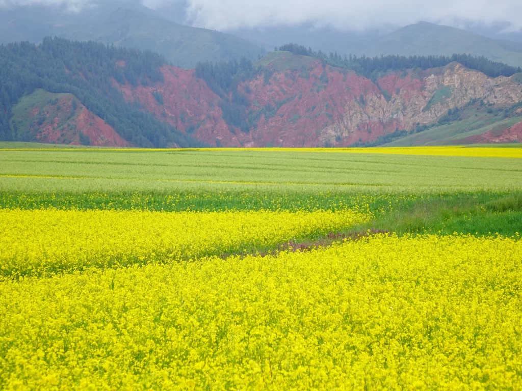 Yellow Rapeseed Blooming Field Greenery Red Hills