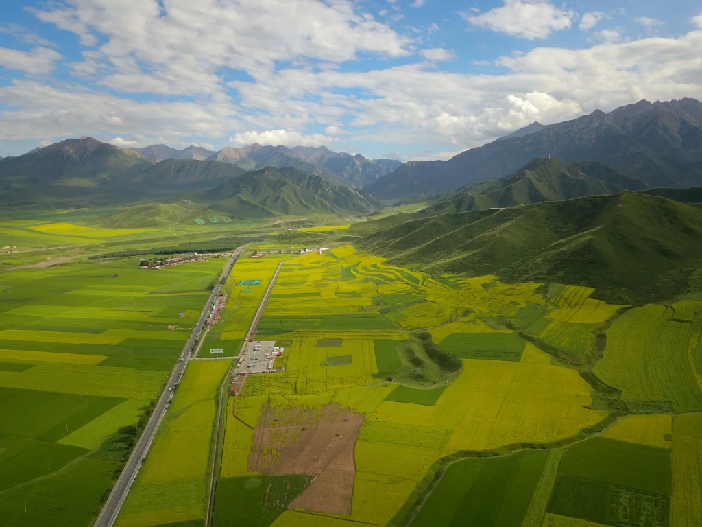 Yellow Rapeseed Blooming Fields Green Hills