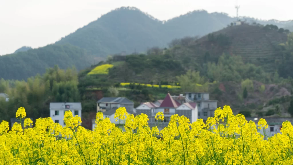 Yellow Rapeseed Blooming Petals Hillside