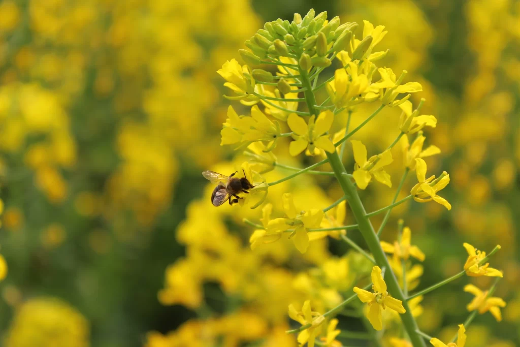 Yellow Rapeseed Blooming Petals Bee