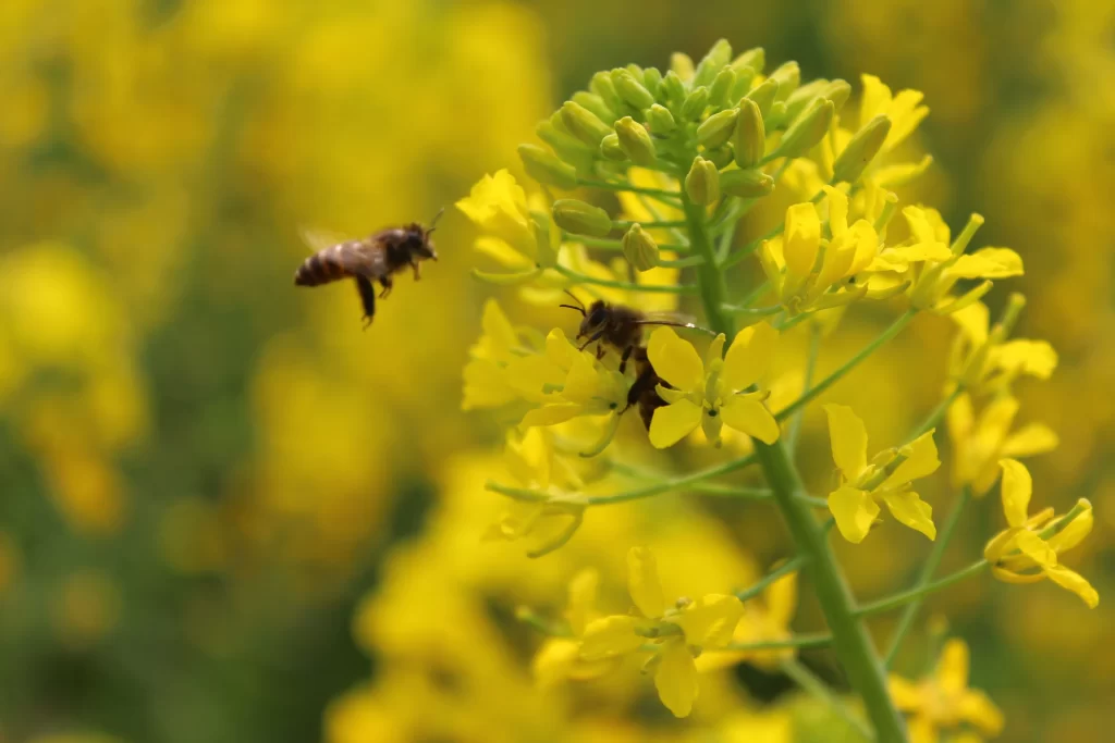 Yellow Rapeseed Blooming Petals Bees Nature