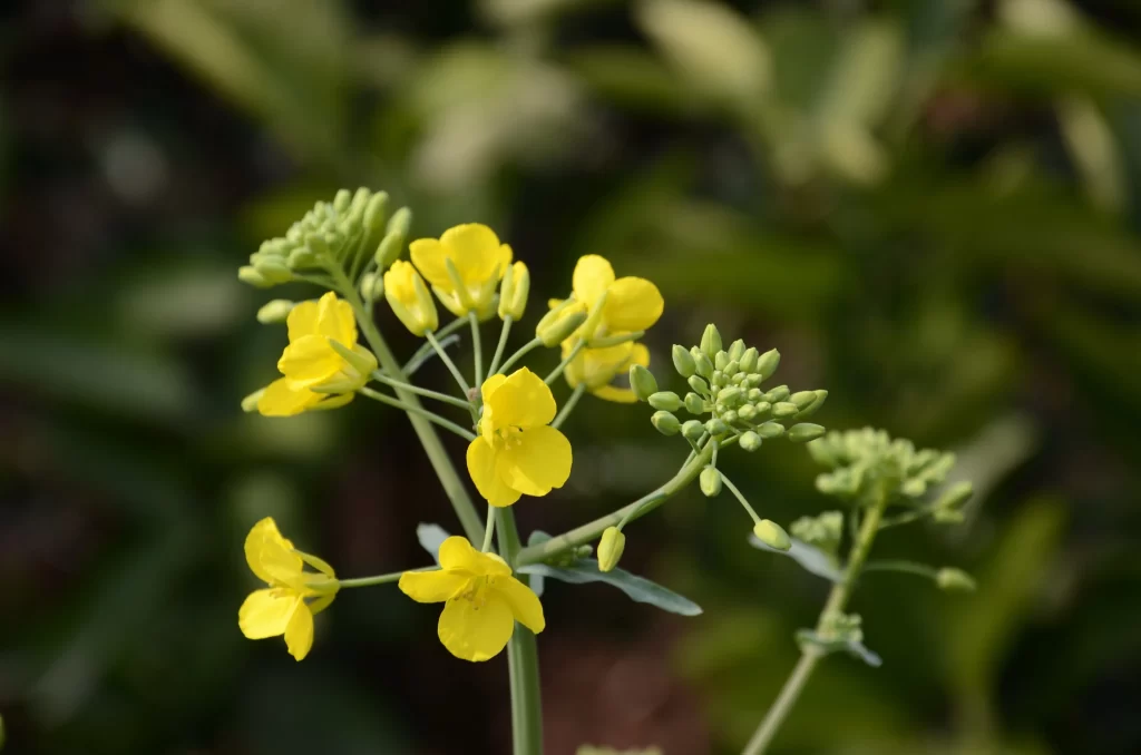 Yellow Rapeseed Blooming Petals Greenery