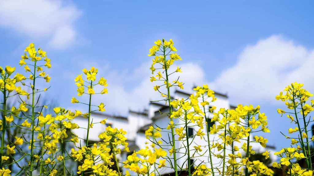 Yellow Rapeseed Blooming Petals Sky White Building