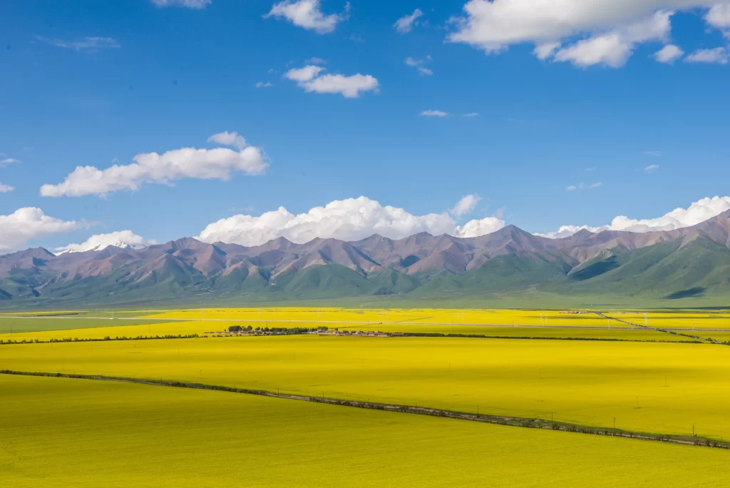 Yellow Rapeseed Blooming Field Mountains Sky
