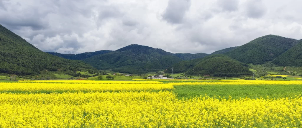 Yellow Rapeseed Blooming Field Green Hills
