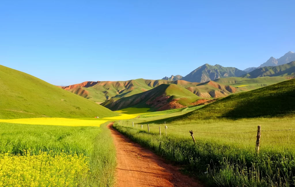 Yellow Rapeseed Blooms Green Hills Blue Sky