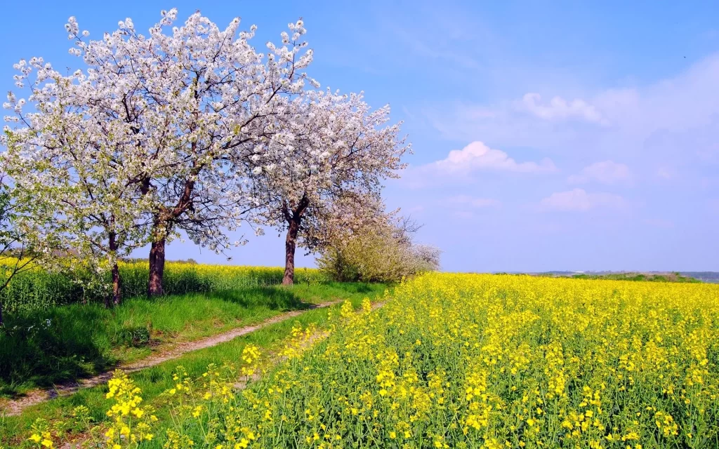 Yellow Rapeseed Blossom Field Blooming