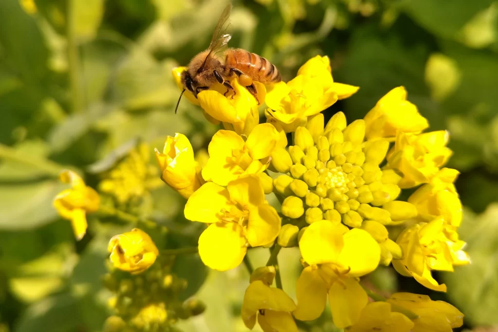 Yellow Rapeseed Cluster Petals Bee