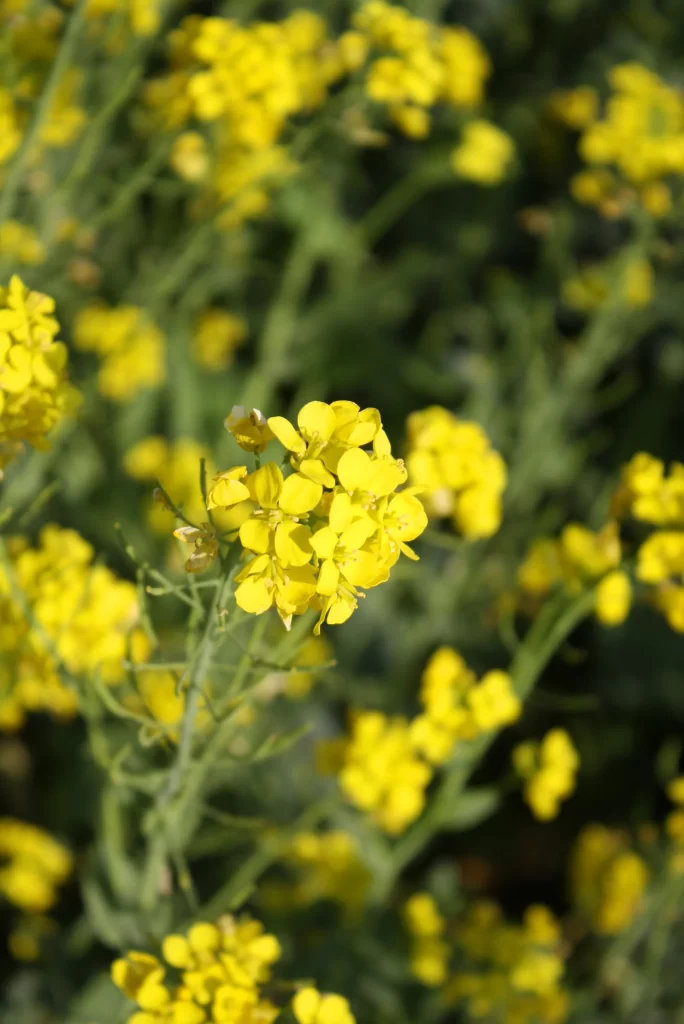 Yellow Rapeseed Cluster Petals Green warm Stems