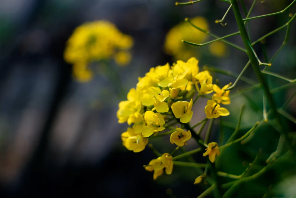 Yellow Rapeseed Cluster Petals Green dark Stems