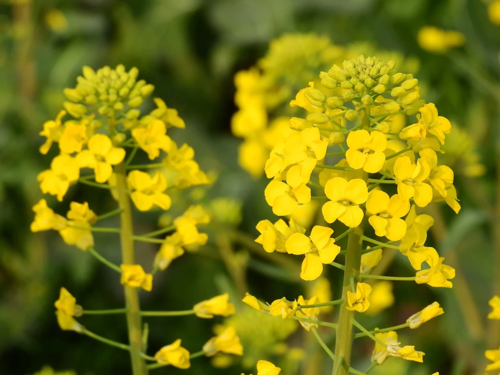 Yellow Rapeseed Cluster Petals Green warm Stems