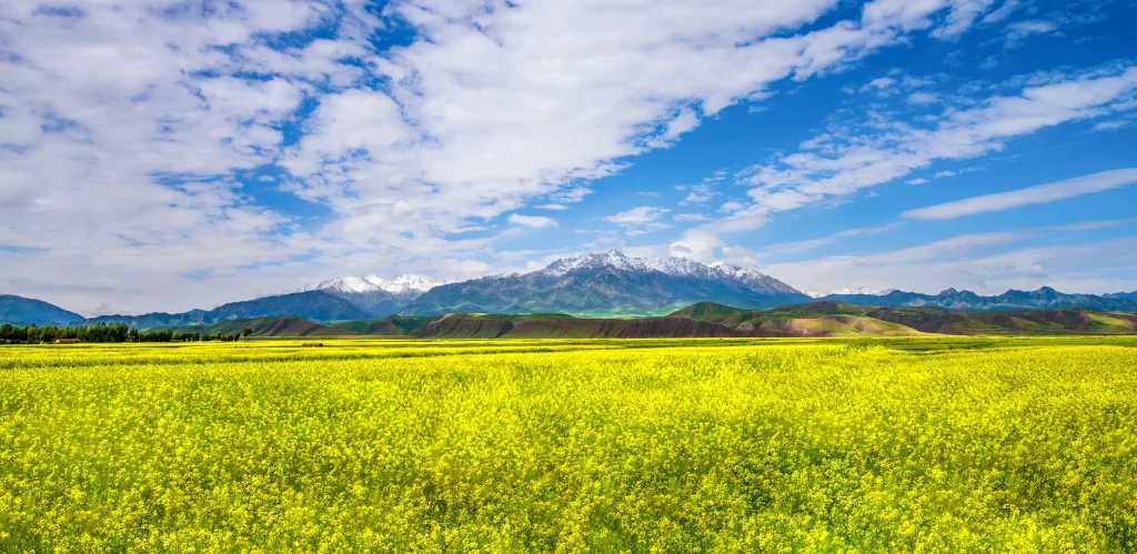 Yellow Rapeseed Field Blooming Hills Blue warm Sky
