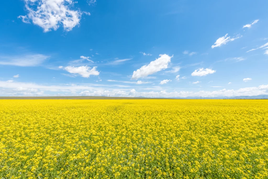 Yellow Rapeseed Field Blooming Sky warm Clouds