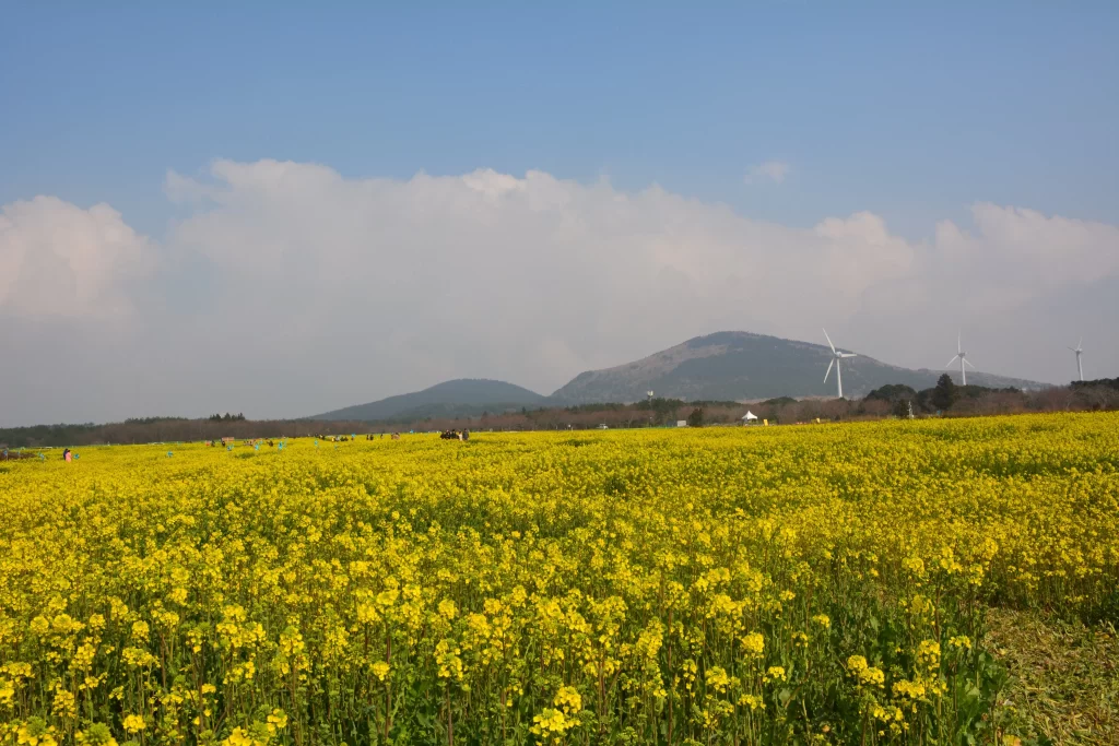 Yellow Rapeseed Field Blooming Flowers Greenery
