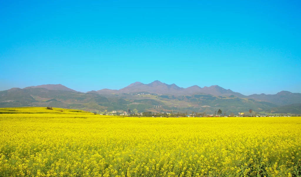 Yellow Rapeseed Field Blooming Hills Blue cool Sky