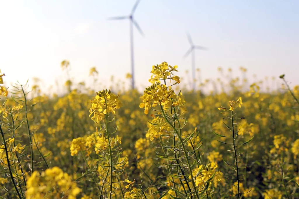 Yellow Rapeseed Field Blooming Petals Green Stems