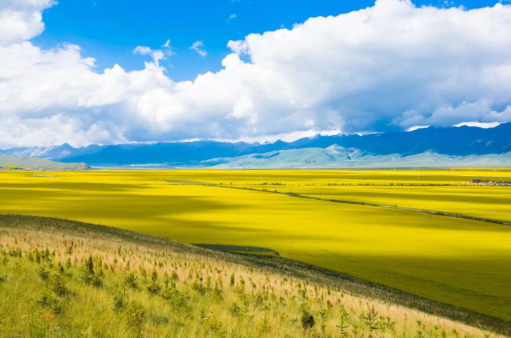 Yellow Rapeseed Field Blooming Sunlight Mountains