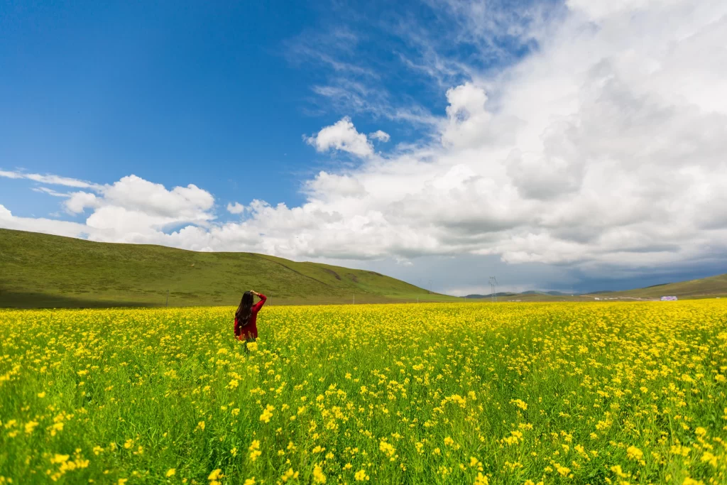 Yellow Rapeseed Field Blooming Sky warm Clouds