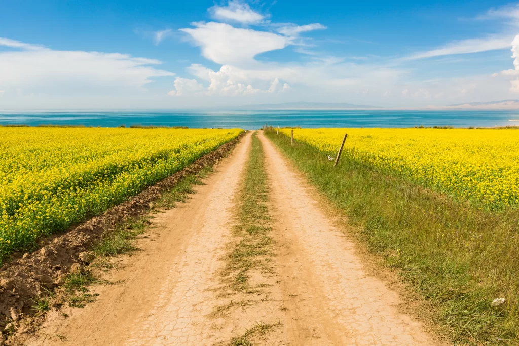 Yellow Rapeseed Field Blooming Pathway Blue Sky