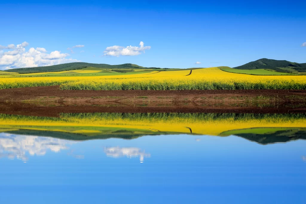Yellow Rapeseed Field Blooms Green Hills Blue Sky