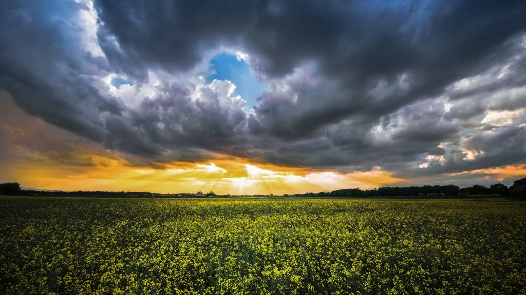 Yellow Rapeseed Field Blue Sky Orange Sunset Clouds