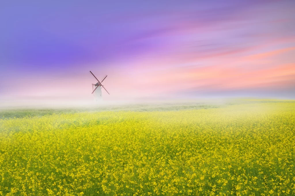 Yellow Rapeseed Field Windmill Misty Sunrise