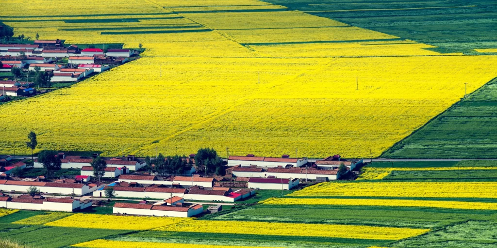 Yellow Rapeseed Fields Blooming Vibrant Greenery