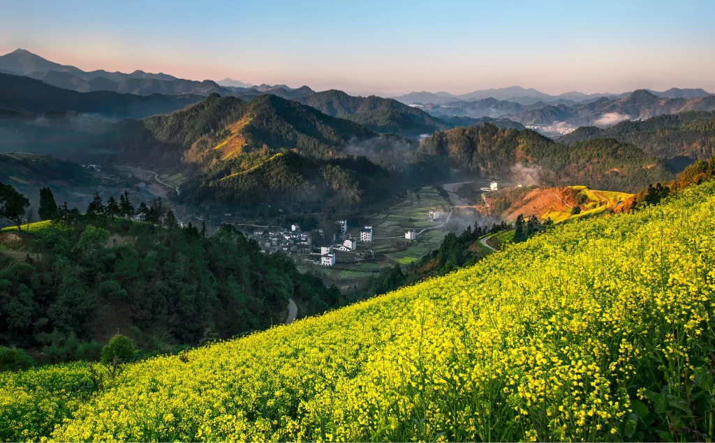 Yellow Rapeseed Flower Blooming Hillside Scenic
