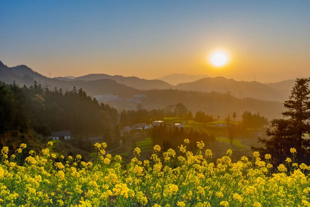 Yellow Rapeseed Flower Blooming Sunlight Hills