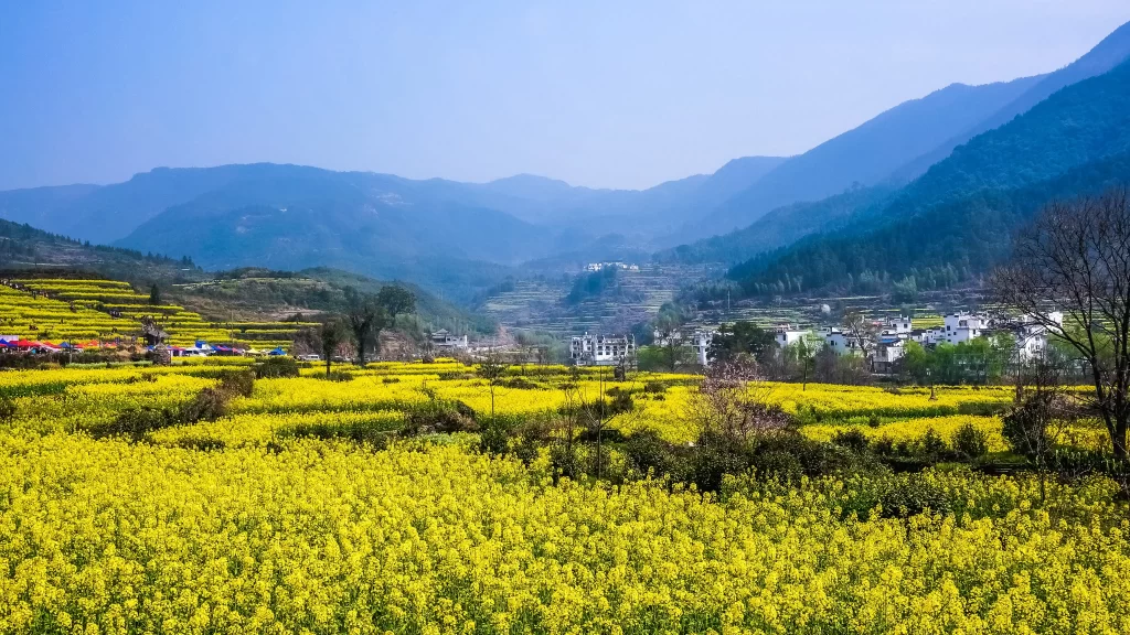 Yellow Rapeseed Flower Blooming Field Mountain