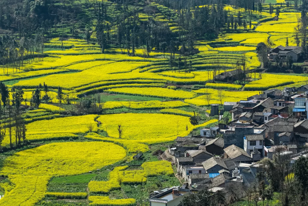 Yellow Rapeseed Flower Blooming Fields warm Greenery
