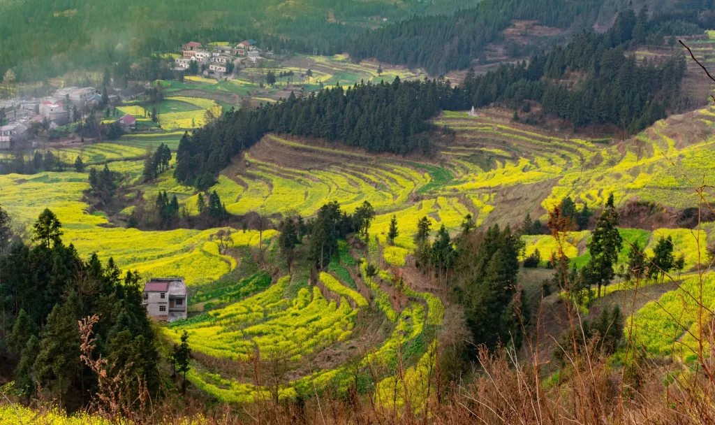 Yellow Rapeseed Flower Blooming Terraced Fields Greenery