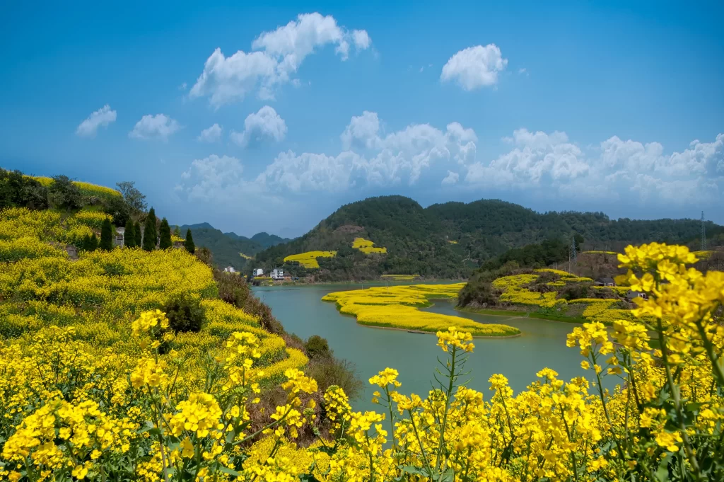 Yellow Rapeseed Flower Blooming Field Sky Clouds
