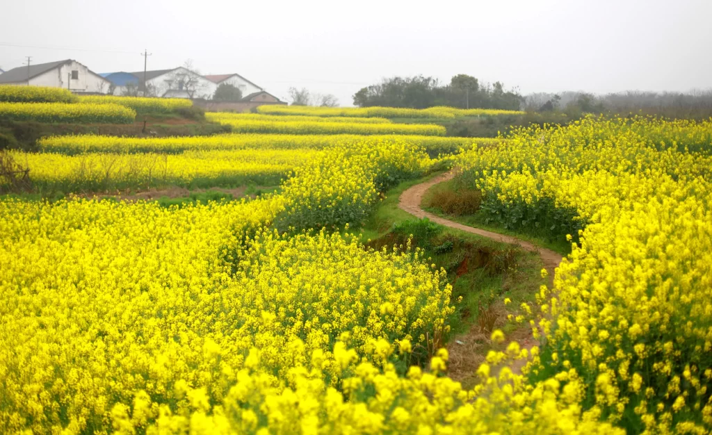 Yellow Rapeseed Flower Blooming Field Path