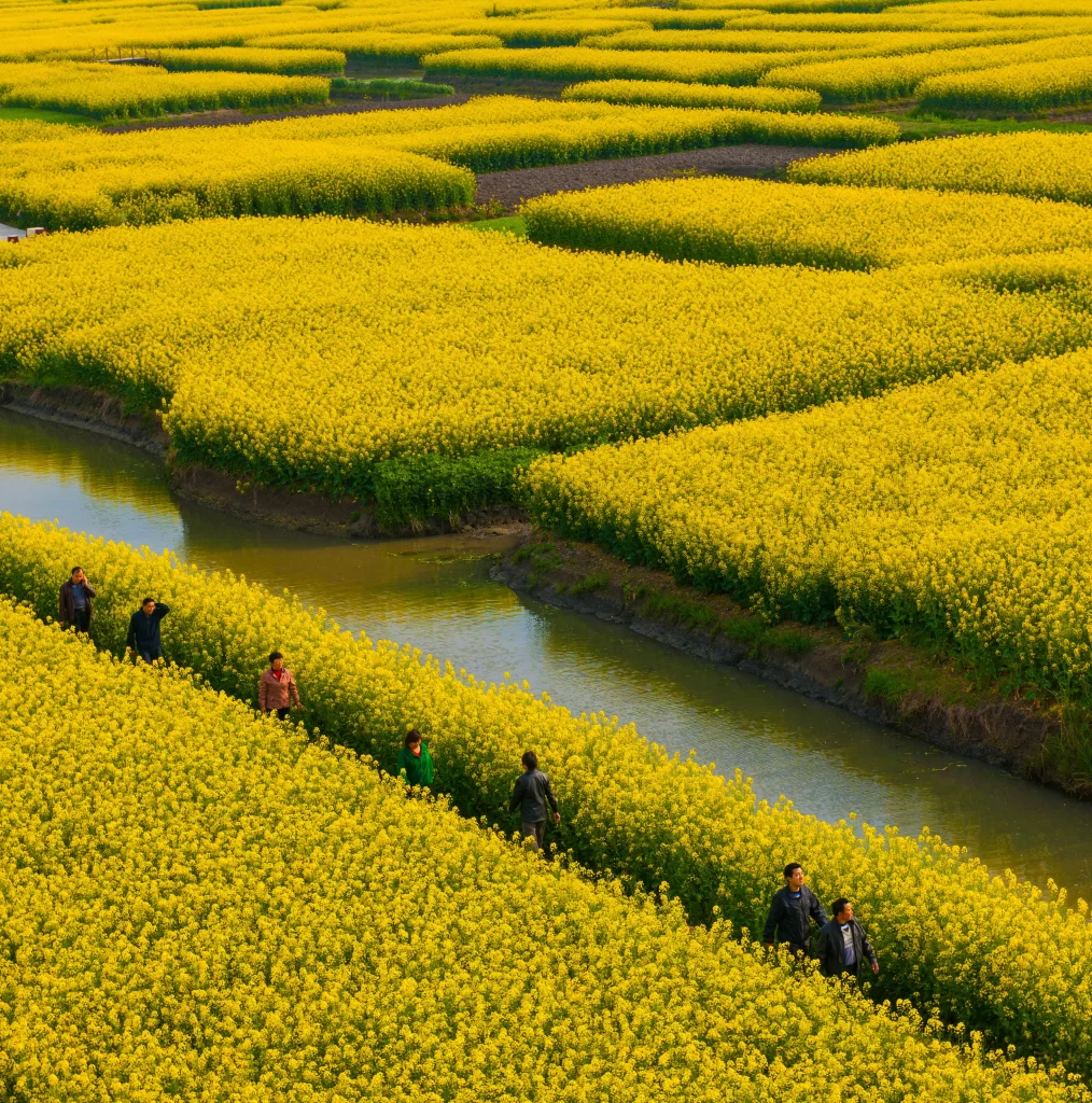 Yellow Rapeseed Flower Blooming Field River