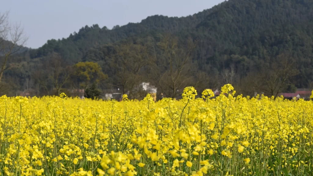 Yellow Rapeseed Flower Blooming Field Greenery