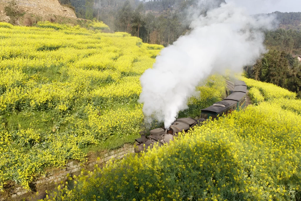 Yellow Rapeseed Flower Blooming Field Train Steam