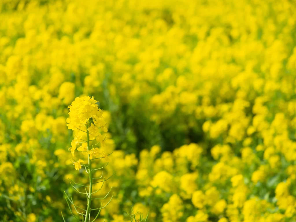 Yellow Rapeseed Flower Blooming Field Bright