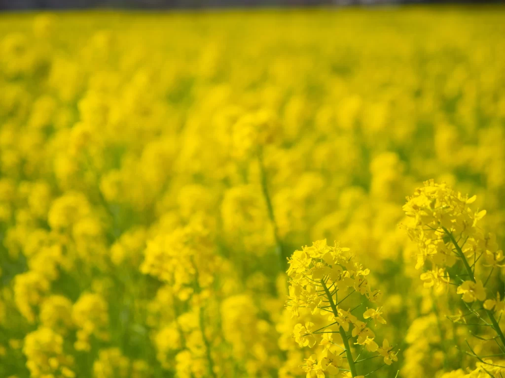 Yellow Rapeseed Flower Blooming Petals Field