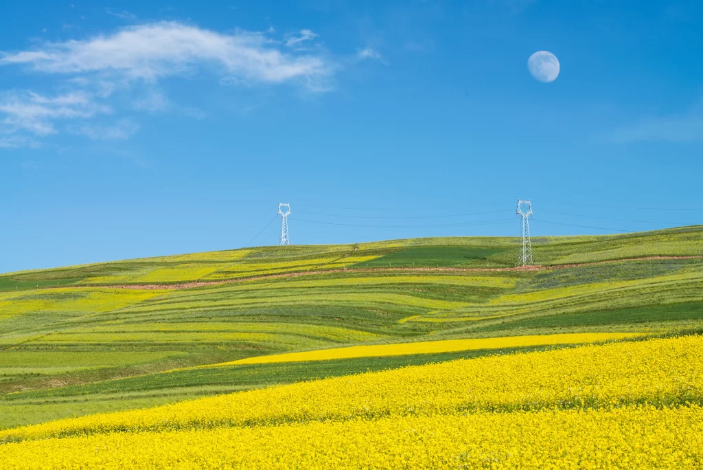 Yellow Rapeseed Flower Blooming Field Blue Sky