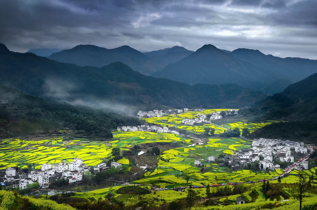 Yellow Rapeseed Flower Blooming Terraced Fields Scenic