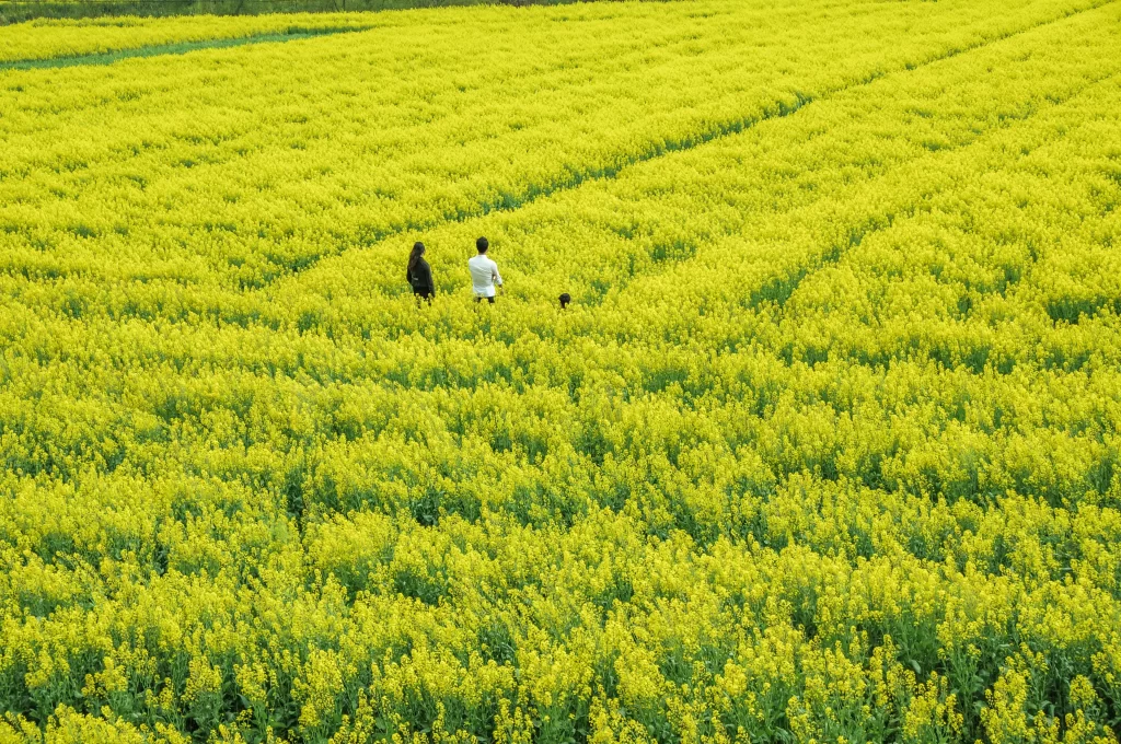 Yellow Rapeseed Flower Blooming Field