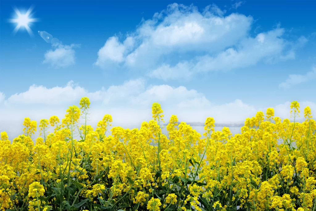 Yellow Rapeseed Flower Bright Blooms Clear Sky