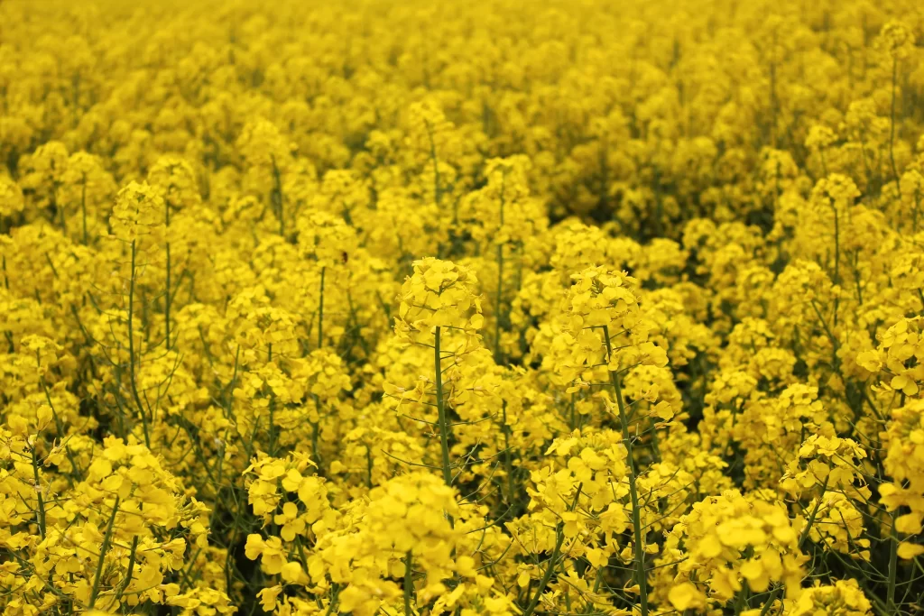 Yellow Rapeseed Flower Dense Blooms Field