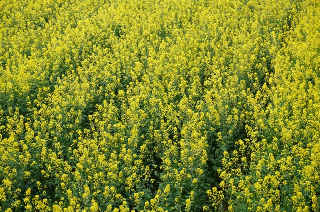 Yellow Rapeseed Flower Dense Blooming Field