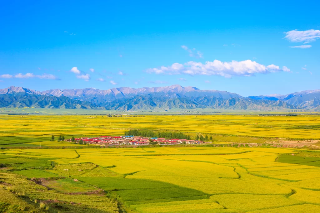 Yellow Rapeseed Flower Fields Mountain Sky