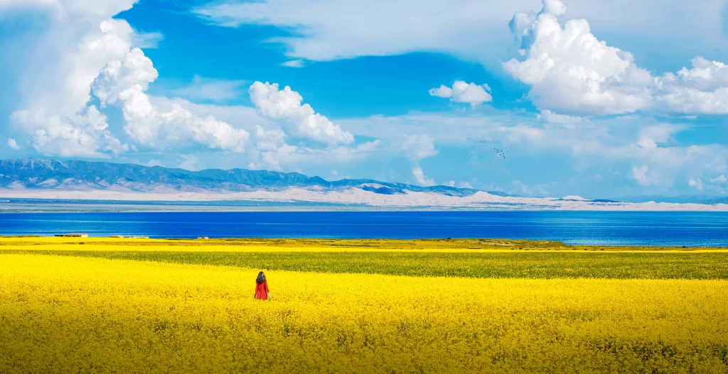 Yellow Rapeseed Flower Field Sky warm Clouds