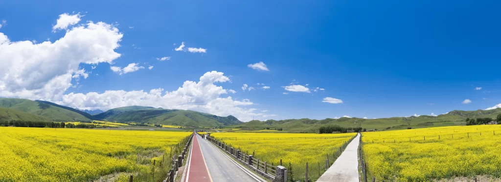 Yellow Rapeseed Flower Field Sky Blue cool Clouds